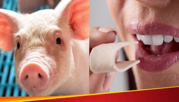  ಮಾಂಸ ಮತ್ತು ಮೂಳೆಗಳಿಂದ ಸಿದ್ದವಾಗಿರುವ ಈ ವಸ್ತುಗಳನ್ನು ಸಸ್ಯಾಹಾರಿಗಳು ತಿಳಿಯದೆ ಬಳಸುತ್ತಿದ್ದಾರೆ..!