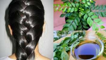 ಈ ಎಲೆಯನ್ನು ಅರೆದು ರಸ ತೆಗೆದು ತಲೆಗೆ ಹಚ್ಚಿ.. ಹೇರ್‌ ಡೈ ಬೇಕಾಗಿಯೇ ಇಲ್ಲ, 2 ನಿಮಿಷದಲ್ಲಿ ಕಡು ಕಪ್ಪಾಗಿ ರೇಷ್ಮೆಯಂತಾಗುವುದು ಕೂದಲು!