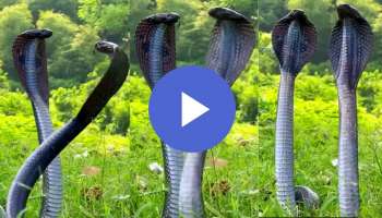Huge Snake Viral Video: ಎರಡು ಕಪ್ಪು ರಾಜ ನಾಗರ ಹಾವುಗಳ ಭಯಾನಕ ಕಾಳಗ! ಎಡೆ ಎತ್ತಿ ಎದೆಯುದ್ದ ನಿಂತ ವಿಷ ಸರ್ಪಗಳನ್ನು ನೋಡಿದರೆ ಬೆವರು ಇಳಿಯೋದು ಗ್ಯಾರಂಟಿ