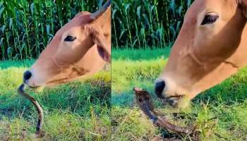 Viral Video:  ಹಸು ಮತ್ತು ವಿಷ ಸರ್ಪದ ನಡುವೆ ಅವಿನಾಭಾವ ಸ್ನೇಹ..ಈ ಎರಡು ಪ್ರಾಣಿಗಳ ಪ್ರೀತಿಗೆ ನೀವು ಸೋಲದೆ ಇರೋಕೆ ಸಾಧ್ಯವೇ ಇಲ್ಲ
