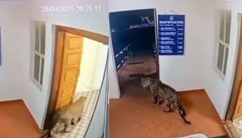 Leopard Viral Video: ಮನುಷ್ಯರಿಗೇನಾ.. ಪ್ರಾಣಿಗಳೊಗೇನು ತೊಂದ್ರೆ ಇರಲ್ವಾ..? ಹಾಗಂತ ನಾವು ಹೇಳ್ತಿಲ್ಲ, ದೂರು ಕೊಡೋಕಂತ ಪೋಲಿಸ್‌ ಠಾಣೆಗೆ ಚಿರತೆ ಎಂಟ್ರಿ ಕೊಟ್ಟಿದೆ! ವಿಡಿಯೋ ನೋಡಿ