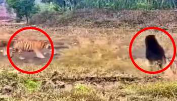 ಜಾಂಬವಂತನ ಜೊತೆ ಹುಲಿರಾಯನ ಕಾಳಗ..! ರಣ ರೋಚಕ ಹೋರಾಟಕ್ಕೆ ನಡುಗಿದ ಕಾಡು.. ವಿಡಿಯೋ ವೈರಲ್‌
