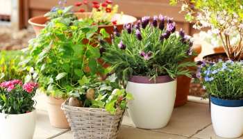 ಮನೆಯ ಮುಖ್ಯದ್ವಾರದಲ್ಲಿ ಈ ಗಿಡ ನೆಟ್ಟರೆ ಸಾಕು... ಅದೃಷ್ಟವೇ ಹಿಂಬಾಲಿಸುತ್ತೆ! ಸಂಪತ್ತು, ಸಮೃದ್ಧಿ ಉಕ್ಕಿ ನೆಮ್ಮದಿಯ ಬೃಂದಾವನವಾಗುತ್ತದೆ ಆ ಮನೆ