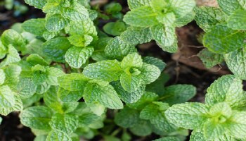 ಬೇಸಿಗೆಯಲ್ಲಿ ʼಈʼ ಹಸಿರು ಎಲೆಗಳು ಆರೋಗ್ಯಕ್ಕೆ ವರದಾನ; ಹೊಟ್ಟೆಗೆ ಸಂಬಂಧಿಸಿದ ಸಮಸ್ಯೆಗಳಿಂದ ಮುಕ್ತಿ