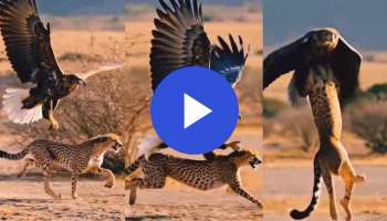 Eagle hunting Viral video: ಬೇಟೆಗಾಗಿ ಕಾದು ಕುಳಿತಿದ್ದ ಬೇಟೆಗಾರನನ್ನೇ ಹೊತ್ತೊಯ್ದ ರಣ ಹದ್ದು! ಧೈತ್ಯ ಚಿರತೆಯ ಕುತ್ತಿಗೆ ಹಿಡಿದು ಮೇಲಕ್ಕೆ ಹಾರುತ್ತಿರುವ ವಿಡಿಯೋ ವೈರಲ್‌