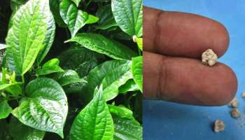 ವೀಳ್ಯದೆಲೆ ರಸಕ್ಕೆ ಇದನ್ನು ಬೆರೆಸಿ ತಿಂದರೆ ಕಿಡ್ನಿ ಸ್ಟೋನ್‌ ಕರಗಿ ನೋವಿಲ್ಲದೇ ಹೊರ ಬರುತ್ತೆ! ಆಪರೇಷನ್‌ ಕೂಡ ಅಗತ್ಯವಿಲ್ಲ!!