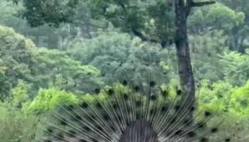 Peacock flaunting its feathers in the middle of the road