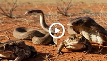 King cobra and Frog Viral Video: ಬಿಸಿಲಿನ ಬೇಗೆ ತಾಳಲಾರದೆ ಗರ್ಭಣಿ ಕಪ್ಪೆಯ ಪರದಾಟ.. ದ್ವೇಷ ಮರೆತು ಎಡೆಯೆತ್ತಿ ಪುಟ್ಟ ಪ್ರಾಣಿಗೆ ನೆರಳಾಗಿ ನೆರವಾದ ನಾಗರ ಹಾವು 