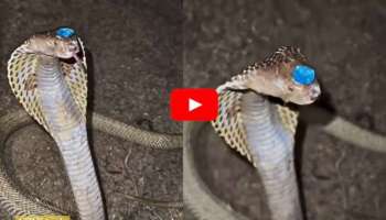 ನಾಗಮಣಿ ತಲೆ ಮೇಲೆ ಹೊತ್ತು ಓಡಾಡುವ ಕಿಂಗ್ ಕೋಬ್ರಾ... ಅಪರೂಪದ ವಿಡಿಯೋ ವೈರಲ್‌.!