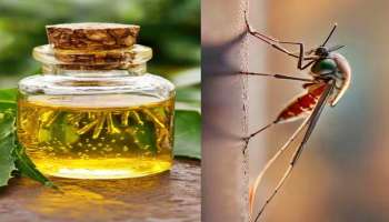 ಈ ಎಣ್ಣೆಯನ್ನು ದೇಹಕ್ಕೆ ಹಚ್ಚಿಕೊಂಡು ಹೊರಗೆ ಹೋದರೆ, ಒಂದು ಸೊಳ್ಳೆಯೂ ನಿಮ್ಮನನ್ನ ಕಚ್ಚಲ್ಲ..!