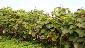 ಯೂರಿಕ್ ಆಸಿಡ್ ಸಮಸ್ಯೆಗೆ ಚಿಟಿಕೆಯಲ್ಲಿ ಪರಿಹಾರ ನೀಡುತ್ತೆ ಈ ಗಿಡದ ಬೇರು