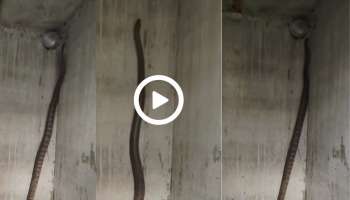 Unique Snake Viral Video: ಅಬ್ಬಬ್ಬಾ... ಅಚ್ಚರಿ ಮೂಡಿಸುತ್ತೆ ಧೈತ್ಯ ಹಾವು! ಬಾಲದ ಮೇಲೆ ನಿಂತು ಬ್ಯಾಲೆನ್ಸ್‌ ಮಾಡುತ್ತಿರುವ ಅದ್ಭುತ ವಿಡಿಯೋ ಸಿಕ್ಕಾಪಟ್ಟೆ ವೈರಲ್‌