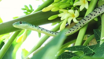 ಮಳೆಗಾಲದಲ್ಲಿ ಮನೆ ಮುಂದೆ ಇದೊಂದು ಹೂವಿನ ಗಿಡ ನೆಟ್ಟರೆ... ಒಂದೇ ಒಂದು ಹಾವು ಕೂಡ ಅತ್ತಕಡೆ ತಲೆಹಾಕಲ್ಲ! ಅದರ ಪರಿಮಳಕ್ಕೇ ಓಡಿಹೋಗುತ್ತೆ