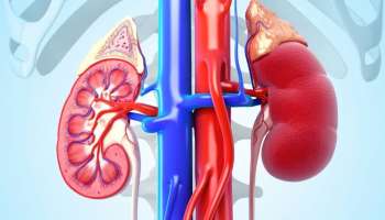 ಮೂತ್ರ ವಿಸರ್ಜನೆಯನೆಯ ವೇಳೆ ʻಈʼ ಲಕ್ಷಣ ಕಾಣಿಸಿಕೊಂಡರೆ ನಿಮ್ಮ ಕಿಡ್ನಿ ಅಪಾಯದಲ್ಲಿದೆ ಎಂದರ್ಥ! ಯಾವುದೇ ಕಾರಣಕ್ಕೂ ಇದನ್ನು ನಿರ್ಲಕ್ಷಿಸಬೇಡಿ