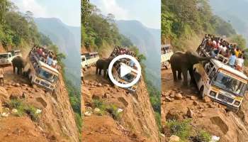 Elephant Viral Video: ಬೆಟ್ಟದ ತುದಿಯಲ್ಲಿ ಈ ಆನೆ ಮಾಡಿದ ಕೆಲಸಕ್ಕೆ, ಬಸ್‌ನಲ್ಲಿದ್ದ ಪ್ರಯಾಣಿಕರಿಗೆ ಜೀವ ಬಾಯಿಗೆ ಬಂದಿರುತ್ತೆ! ಗುಂಡಿಗೆ ನೀರಾಗಿರುತ್ತೆ