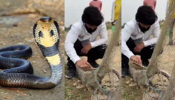ರಕ್ಷಿಸಲು ಬಂದ ಉರಗ ರಕ್ಷಕನ ಮೇಲೆಯೇ ಕಿಂಗ್‌ ಕೋಬ್ರಾ ಡೆಡ್ಲಿ ಅಟ್ಯಾಕ್‌; ಭಯಾನಕ ವಿಡಿಯೋ ವೈರಲ್!!