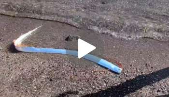 Viral Video: ಪ್ರಕೃತಿಯಿಂದಲೇ ಸಿಕ್ಕಾಯ್ತು ಪ್ರಳಯದ ಮುನ್ಸೂಚನೆ.. ಅಲೆಗಳಲ್ಲಿ ತೇಲಿ ಬಂತು ದೇವರ ಮೀನು