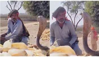 ಮನುಷ್ಯನ ಎದೆ ಎತ್ತರಕ್ಕೆ ನಿಂತು ಬುಸು ಗುಟ್ಟಿದ್ದ ಕಾಳಿಂಗ ಸರ್ಪ..! ಗುಂಡಿಗೆ ಗಟ್ಟಿ ಇದ್ರೆ ಮಾತ್ರ ವಿಡಿಯೋ ನೋಡಿ..