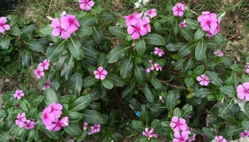 ಮಧುಮೇಹವನ್ನ ಮೂಲದಿಂದಲೇ ತೆಗೆದುಹಾಕುವ ಹೂವಿದು! ಮನೆಯಂಗಳದಲ್ಲೇ ಸಿಗುವುದು ಈ ಸಂಜೀವಿನಿ...