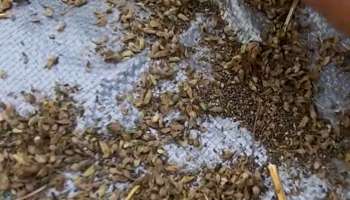 Diabetes Control Tips: ಮಧುಮೇಹಿಗಳಿಗೆ ಅಮೃತ ʻಈʼ ಪುಟ್ಟ ಕಾಳು.. ನೀರಿನಲ್ಲಿ ನೆನೆಸಿ ಕುಡಿದರೆ ಶುಗರ್‌ ಯಾವಾಗಲೂ ಕಂಟ್ರೋಲ್‌ನಲ್ಲೇ ಇರುತ್ತೆ!