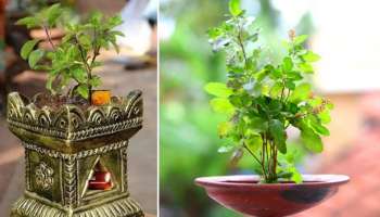ಅದೃಷ್ಟ ಒಲಿಯಲು ಹುಣ್ಣಿಮೆ ದಿನ ತುಳಸಿ ಗಿಡದ ಬಳಿ ಈ ವಸ್ತುಗಳನ್ನು ಇರಿಸಿ... ಕುಬೇರನ ನಿಧಿಯೇ ದೊರೆತಷ್ಟು ಸಿರಿವಂತರಾಗುವಿರಿ! 