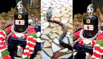 Watch: ​​ಶಿವಲಿಂಗದ ಮೇಲೆ ನಿಂತು ಸಿಳ್ಳೆ ಹೊಡೆಯುತ್ತಿರುವ ನಾಗರಹಾವು! ವಿಡಿಯೋ ವೈರಲ್..
