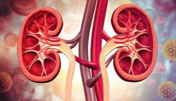 ಮೂತ್ರ ಪಿಂಡದ ವೈಫಲ್ಯವಿದ್ದಾಗ ಮಾತ್ರ ಕಾಲಿನ ಈ ಭಾಗದಲ್ಲಿ ನೋವು ಕಾಣಸಿಕೊಳ್ಳುವುದು!ಇರಲಿ ಎಚ್ಚರ !