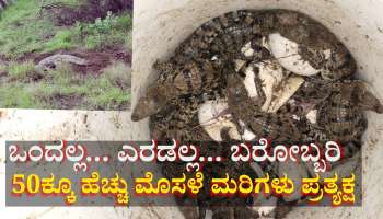 ಐವತ್ತಕ್ಕೂ ಹೆಚ್ಚು ಮೊಸಳೆ ಮರಿಗಳನ್ನು ರಕ್ಷಿಸಿದ ಗ್ರಾಮಸ್ಥರು:  ರೋಚಕ ಫೋಟೋಸ್ ವೈರಲ್ 