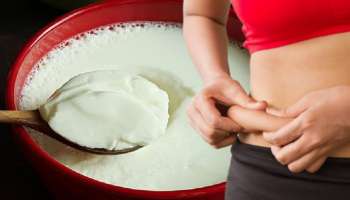 ಮೊಸರಿಗೆ ಈ ಪುಟ್ಟ ಬೀಜ ಬೆರೆಸಿ ತಿನ್ನಿ.. ಎಷ್ಟೇ ದಪ್ಪವಿದ್ರೂ ಒಂದೇ ವಾರದಲ್ಲಿ ಕರಗುತ್ತೆ ಡೊಳ್ಳು ಹೊಟ್ಟೆ!