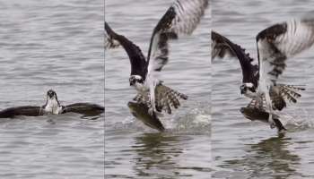 Eagle Vs Fish: ನೀರಿನಲ್ಲಿ ಮುಳುಗಿ ಬೇಟೆಯಾಡಲು ಹೋದ ಹದ್ದನ್ನೇ ಬೇಟೆಯಾಡಿದ ಮೀನು.. ಅಪರೂಪದಲ್ಲೇ ಅಪರೂಪದ ವಿಡಿಯೋ ವೈರಲ್‌