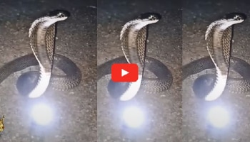 Watch: ನಾಗರಹಾವಿನ ತಲೆಯ ಮೇಲಿಂದ ಬಿದ್ದ ನಾಗಮಣಿ.. ಫಳಫಳನೆ ಹೇಗೆ ಹೊಳೆಯುತ್ತೆ ನೋಡಿ..!