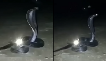 ನಾಗಮಣಿ ಕಾಯುತ್ತಿರುವ ಅಪರೂಪದ ಕಪ್ಪು ಕಾಳಿಂಗ ಸರ್ಪ... ಅಪರೂಪದ ವಿಡಿಯೋ ವೈರಲ್‌.!