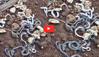 ಒಂದೇ ಸಲಕ್ಕೆ ನೂರಕ್ಕೂ ಹೆಚ್ಚು ಮರಿಗಳಿಗೆ ಜನ್ಮ ನೀಡಿದ ಹಾವು ! ತಾಯಿ ಹಾವಿನ ಸುತ್ತ ರಾಶಿ ರಾಶಿ ಮರಿ ನಾಗರ !ನೀವೂ ನೋಡಿ ಮೈ ಜುಮ್ಮೆನಿಸುವ ವಿಡಿಯೋ 