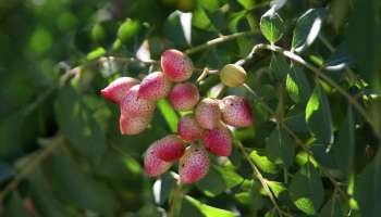 ಮಧುಮೇಹವನ್ನ ಮೂಲದಿಂದಲೇ ಗುಣಪಡಿಸುವ ಏಕೈಕ ಎಲೆ! ಮನೆಯಂಗಳದಲ್ಲೇ ಸಿಗುವ ಸಂಜೀವಿನಿ ಇದು..
