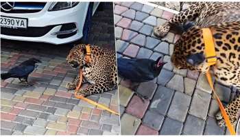 ದೇಹ ಮುಖ್ಯವಲ್ಲ, ಧೈರ್ಯ ಮುಖ್ಯ... ದೈತ್ಯ ಚಿರತೆಯನ್ನೂ ಹೆದರುವಂತೆ ಮಾಡಿದ ಕಾಗೆ..! ವಿಡಿಯೋ ವೈರಲ್‌