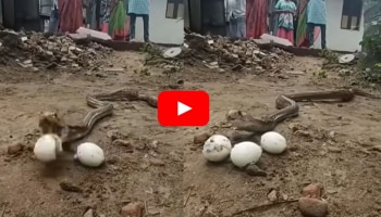 Watch: ಬಾಯಿಂದ ಮೊಟ್ಟೆ ಇಡುವ ನಾಗರಹಾವು.. ವಿಡಿಯೋ ನೋಡಿ ಶಾಕ್ ಆದ ಜನರು!!
