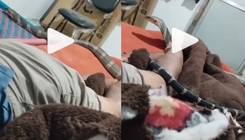  ಓಹ್..ಹಾಸಿಗೆಯಲ್ಲಿ ವ್ಯಕ್ತಿ ಮೇಲೆಯೇ ಹರಿದಾಡಿದ ಕಾಳಿಂಗ ಸರ್ಪ,ಶಾಂತವಾಗಿಯೇ ಮಲಗಿದ್ದ ಭೂಪ..! ವಿಡಿಯೋ ನೋಡಿ ಬೆಚ್ಚಿ ಬಿದ್ದ ನೆಟ್ಟಿಗರು..!