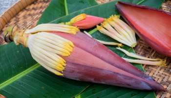 ಈ ಹಣ್ಣಿನ ಗಿಡದ ಹೂವು ಕ್ಯಾನ್ಸರ್‌ ಕಾಯಿಲೆಗೆ ಮದ್ದು... ಇದೇ ರೀತಿ ತಿಂದರೆ ಗುಣವಾಗುತ್ತೆ ಮಾರಕ ಕಾಯಿಲೆ!
