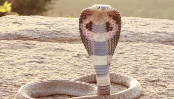 ಬೆಳಗ್ಗೆ ಹಾವನ್ನು ನೋಡುವುದು ಶುಭವೋ, ಅಪಶಕುನವೋ? ಇಲ್ಲಿದೆ ಮಹತ್ವದ ಮಾಹಿತಿ