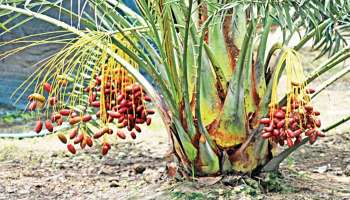 ಹೃದಯಕ್ಕೆ ವರದಾನ.. ಹಾರ್ಟ್‌ ಅಟ್ಯಾಕ್‌ ತಡೆಯಬಲ್ಲ ಏಕೈಕ ಹಣ್ಣಿದು! ವಾರಕ್ಕೊಂದು ತಿಂದರೆ ಶುಗರ್‌ ಕೂಡ ಹೆಚ್ಚಾಗದು