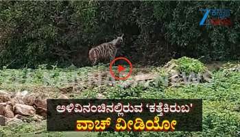 ಕಾಡಂಚಿನ ಗ್ರಾಮದಲ್ಲಿ ಕತ್ತೆ ಕಿರುಬನ ಓಡಾಟ: ವಾಚ್ ವಿಡಿಯೋ 