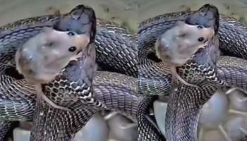 ಹಾವಿನ ಹೆಡೆಯ ಮೇಲೆ ಕುಣಿದಾಡುವ ಇಲಿ ! ಪ್ರಕೃತಿ ವೈಚಿತ್ರ್ಯದ  ವಿಡಿಯೋ ಇಲ್ಲಿದೆ 