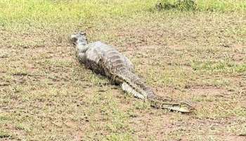 ಊದಿಕೊಂಡ ಹೊಟ್ಟೆ.. ಜಮೀನಿನಲ್ಲಿ ಏನನ್ನೋ ತಿಂದು ಜ್ಞಾನವೇ ಇಲ್ಲದೆ ಮಲಗಿದ್ದ ಬೃಹತ್‌ ಹೆಬ್ಬಾವು! ಏನೆಂದು ನೋಡಲು ಹೋದ ಸ್ಥಳಿಯರಿಗೆ ಮುಂದೆ ಆಗಿದ್ದು..