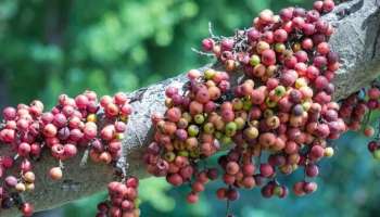 ಹಾಲಿಗಿಂತಲೂ 21 ಪಟ್ಟು ಹೆಚ್ಚು ಕ್ಯಾಲ್ಸಿಯಂ ನೀಡುವ ಹಣ್ಣಿದು! ಎಣ್ಣೆ ಹೊಡೆದು ಹಾಳಾದ ಕಿಡ್ನಿ, ಲಿವರ್‌ಗೆ ಒಂದೇ ದಿನದಲ್ಲಿ ಮರುಜೀವ ನೀಡುತ್ತೆ ಈ ನೈಸರ್ಗಿಕ ಟಾನಿಕ್