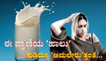 ಮದ್ಯಕ್ಕಿಂತ ಹೆಚ್ಚು ಕಿಕ್ ಕೊಡುತ್ತೆ ಈ ಪ್ರಾಣಿಯ ಹಾಲು...!  ಅದರ ಹಿಂದಿನ ಕಾರಣ ತಿಳಿದ್ರೆ ಖಂಡಿತ ಶಾಕ್ ಆಗ್ತೀರಾ... 