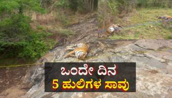 ಒಂದೇ ದಿನ 5 ಹುಲಿಗಳ ಸಾವು: ಗಂಭೀರವಾಗಿ ಪರಿಗಣಿಸಿದ ಸರ್ಕಾರ