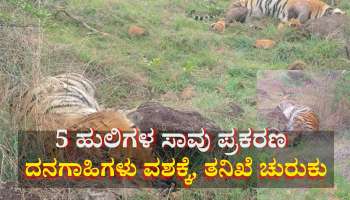 5 ಹುಲಿಗಳ ಸಾವು ಪ್ರಕರಣ: ವಿಷಪ್ರಾಶನದಿಂದಲೇ ಹುಲಿಗಳ ಮೃತ್ಯು, ತನಿಖೆ ಚುರುಕು, ದನಗಾಹಿಗಳು ವಶಕ್ಕೆ 
