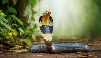 ಈ 4 ವಸ್ತುಗಳು ನಿಮ್ಮ ಹತ್ತಿರ ಇದ್ರೆ ಹಾವುಗಳು ನಿಮ್ಮ ಮನೆಯ ಹತ್ತಿರ ಎಂದಿಗೂ ಸುಳಿಯುವುದಿಲ್ಲ..!