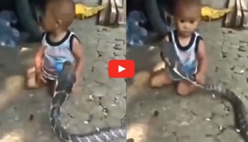 viral video: ಅಯ್ಯೋ ದೇವರೇ..! ವಿಷಕಾರಿ ಕಿಂಗ್‌ ಕೋಬ್ರಾವನ್ನ ಆಟಿಕೆ ಮಾಡಿಕೊಂಡ ಪುಟ್ಟ ಮಗು..!