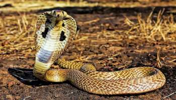 Viral News: ನಾಗರಾಜನ ಸತ್ತ ದೇಹದ ಮುಂದೆ ಕೂತು ಕಣ್ಣೀರಿಟ್ಟ ಹೆಣ್ಣಾವು.. 24 ಗಂಟೆಗಳ ನಂತರ ಆ ಸ್ಥಳದಲ್ಲಿ ನಡೆದಿದ್ದು ಊರೂರನ್ನೇ ಬೆಚ್ಚಿಬೀಳಿಸಿತ್ತು